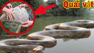 Truy Tìm Dấu Vết Quái Vật Rừng Xanh . Giant Python | Săn Bắt Ẩm Thực Vùng Cao