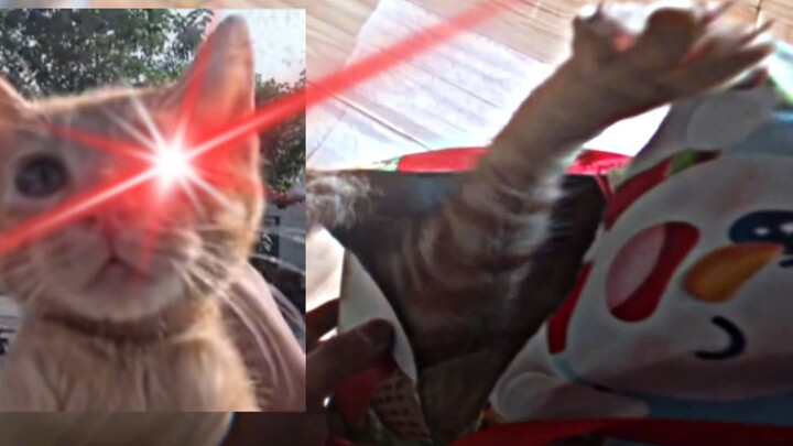 《包饭魔丸成长记》