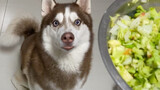 Give Husky A Bowl Of Vegetables, Will It Eat?