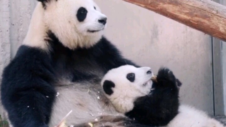 Wonderful Moment - Panda Hehua & Yuanrun
