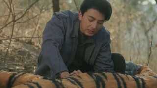 Chàng trai chỉ dùng tay không giao hổ, nhưng anh không ngờ rằng từ đó về sau, cửa nhà anh ngày nào c