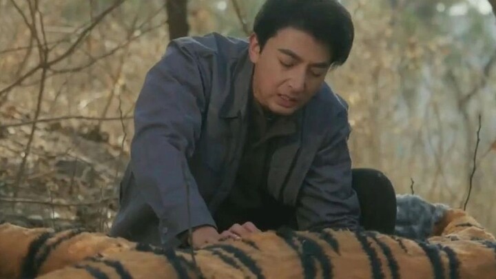小伙只是徒手给老虎接生，没想到从那以后家门口每天都会摆满老虎送来的礼物...