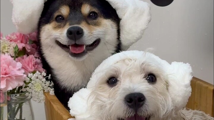 Renovasi Musim Semi Imersif para Anjing