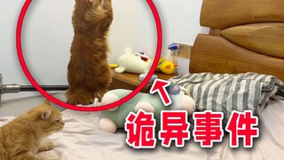 Kucing oranye itu beribadah di udara di tengah malam, dan pemiliknya memotret pemandangan aneh itu!