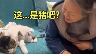 众所周知，猫是一种尊老爱幼的生物
