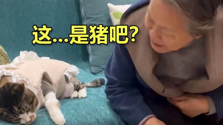 众所周知，猫是一种尊老爱幼的生物