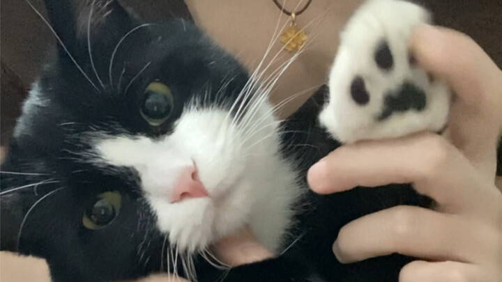 Kucing-kucing kalian juga kehabisan baterai secepat ini ga?