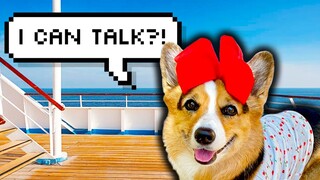 Try Not to Laugh! Best Talking Dog Videos (July 2023)