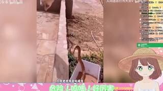 日本妖精看《动物功夫行为大赏》