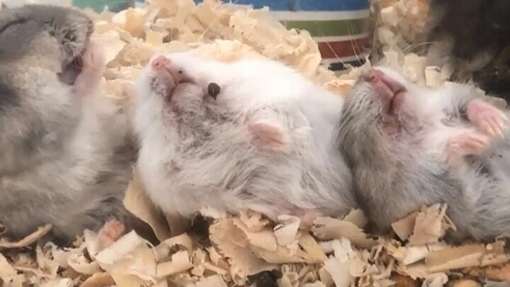 Hãy Tin Tôi, Đừng Tùy Tiện Tới Cửa Hàng Chuột Hamster