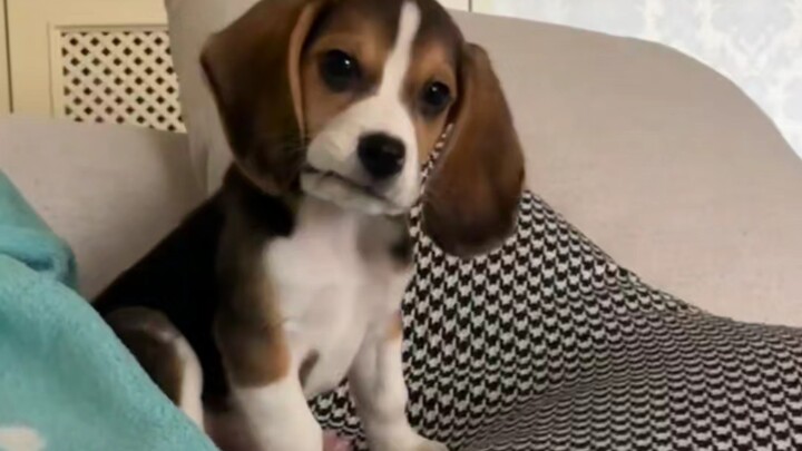 Xiaoxiao’s Beagle