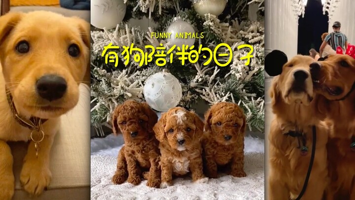 Những ngày bên cạnh chó cưng, có thể xóa tan mọi nỗi buồn😘