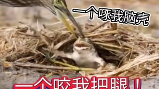 Kodok: Apa aku sudah melanggar aturan langit?