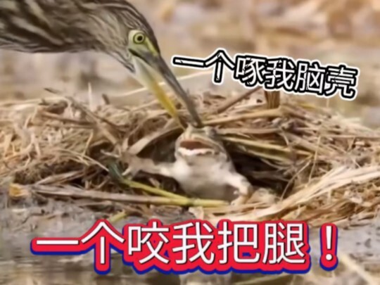 الضفدع: هل انتهكت القوانين السماوية؟