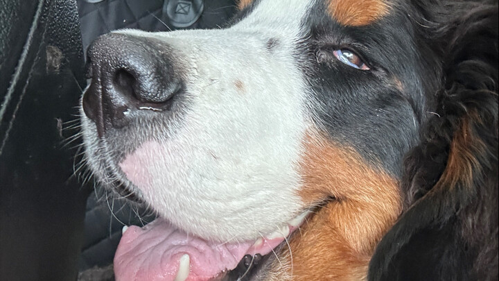 是三花藏獒！凶得很！