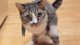 A touching story about a cat that lost its forelimbs in an accident and its owner tried every means 