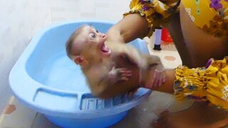 Spoil little baby never want to clean each time! Baby monkey Maki crying tantrum refuse mom to bath