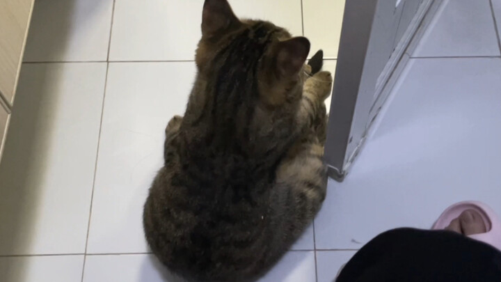 When the kitten forcefully insists on being my bathroom buddy, sweetly cuddling and blocking the doo