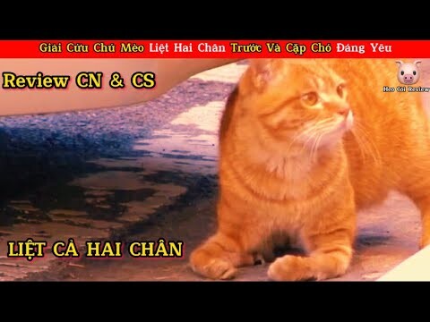 Mèo Mập Review Giải Cứu Con Mèo Liệt Hai Chân Và Cặp Chó Đáng Yêu || Review Con Người Và Cuộc Sống.