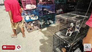 PETS AND ANIMALS FOR SALE IN THE PHILIPPINES PULONG GUBAT GUIGUINTO BULACAN. vlog#313