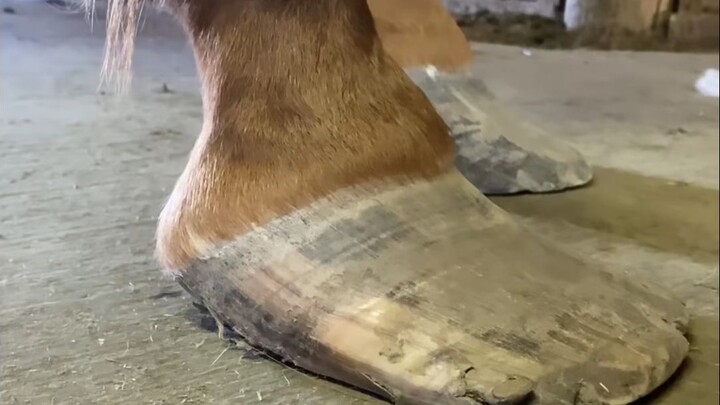 The horse hoof is reborn in this moment.