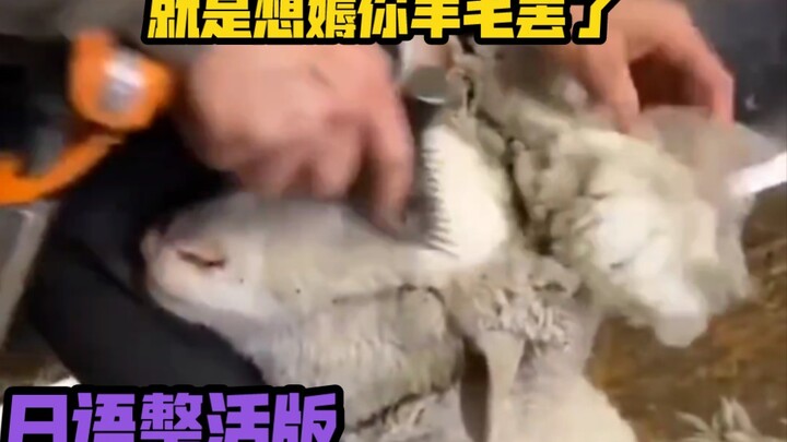 “Gue Cuma Mau Numpang Nikmatin Keuntungan dari Lu Aja” – Versi Gokil Bahasa Jepang