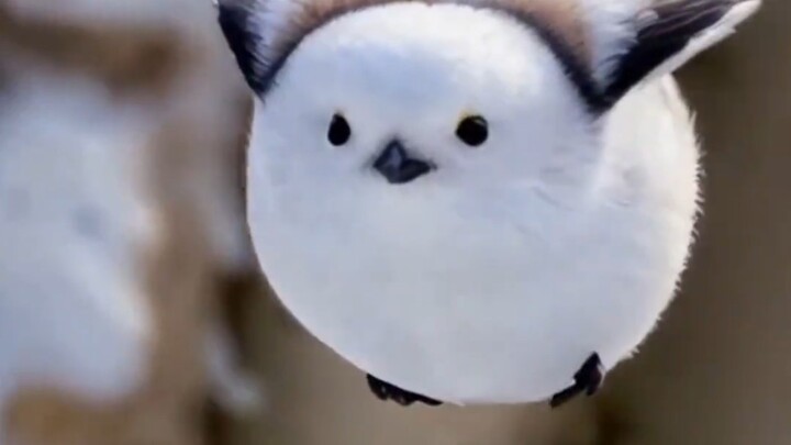 Xiao Fei Qiu: I may be round, but I’m not fat!