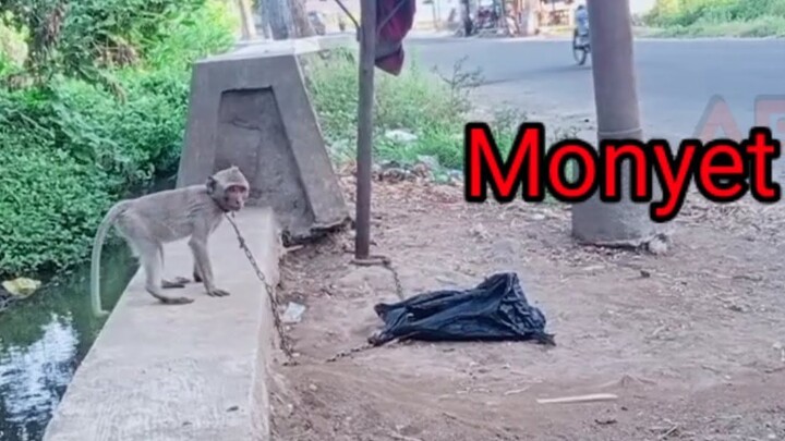 video lucu monyet #monyet