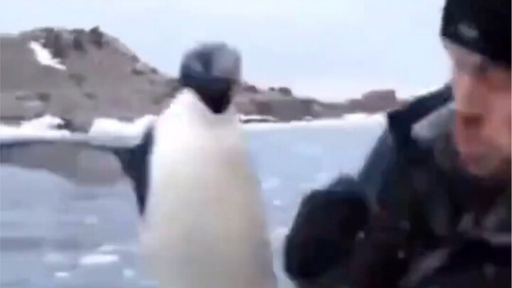 If animals could talk!!