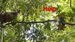 Why Mom Don't Help Baby Nealy Fall Down?? Charlee Call Mom To Help Her But Charla Dont' Go To Help