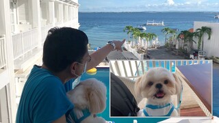 My Dog Goes to Paradise ( Cute & Funny Shih Tzu Dog Video)