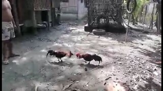 my sbr x 1/4 madigingrey and Bruce barnett sweter