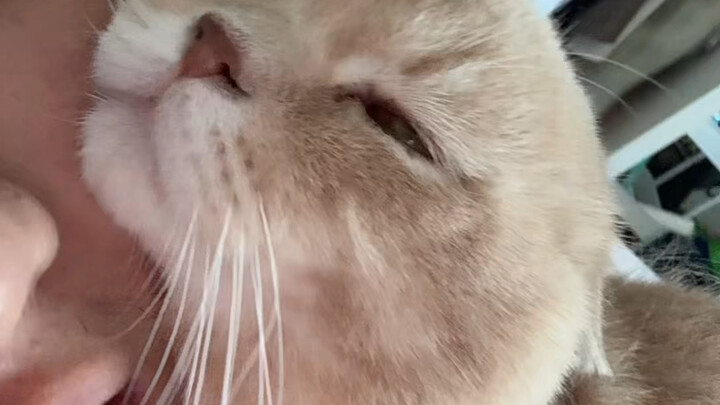 Is there anyone who wants this cat?