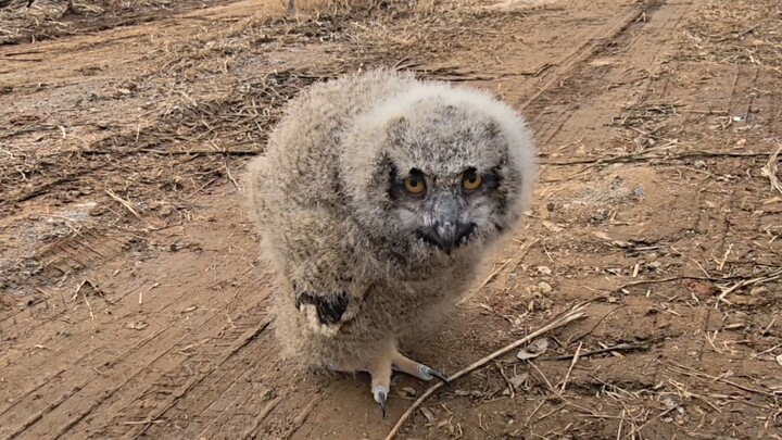 This little eagle-owl feels so insecure—it just loves sticking close to people!