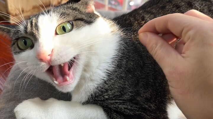 خدش القط بالدبوس ممتع بس يتعب اليد قليلًا!