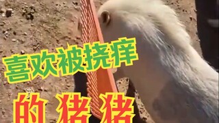 喜欢被挠痒的小猪猪