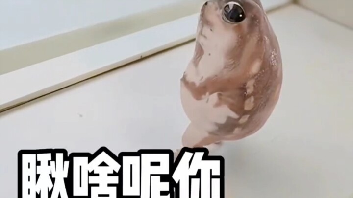Life is dull and tasteless; the toad cosplays as a human.