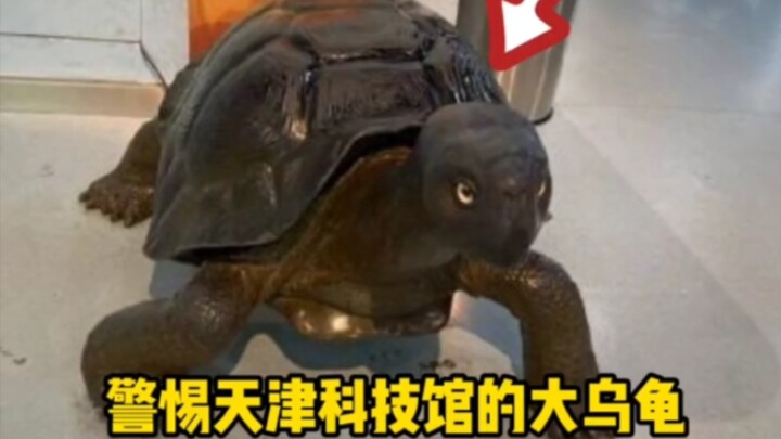 Đừng tùy tiện ngồi lên con rùa lớn ở Bảo tàng Khoa học và Công nghệ Thiên Tân, vì nó có thể gây ra c