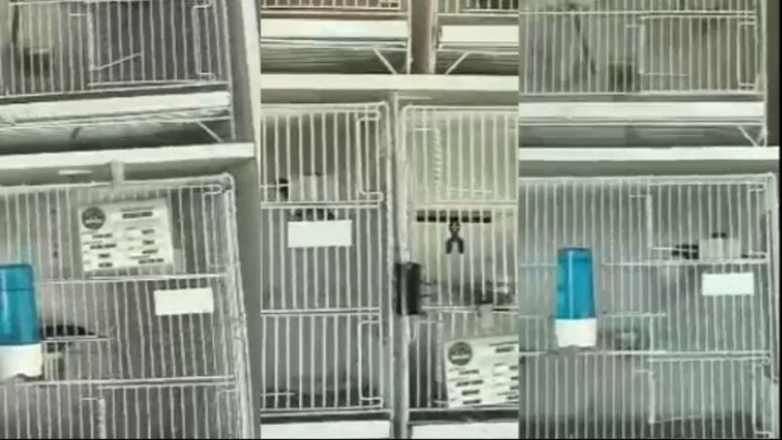 FARINHA DE GRILO