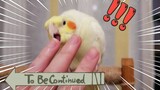 [Hewan]Menusuk Dada Burung Saat Ia Tak Siap