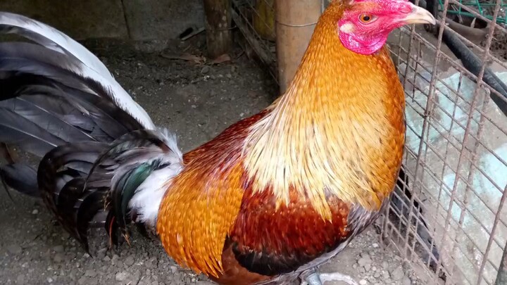 2x winner hatch dome