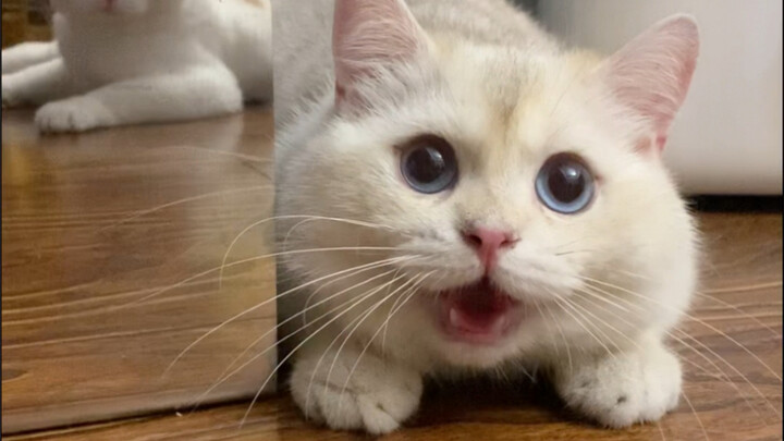 Why does this cat act so doggy?