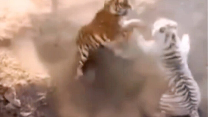 The Big Cat That Nails the Lion in Seconds