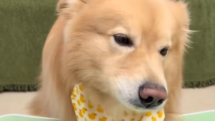 جيماو: “واداسي، ماذا ستعطيني ماما جان من أكل لذيذ؟!”   “ماما جان، هل تريدينني أن أموت؟!”