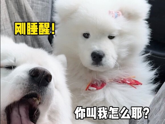 I got a Samoyed—but no, I didn’t.