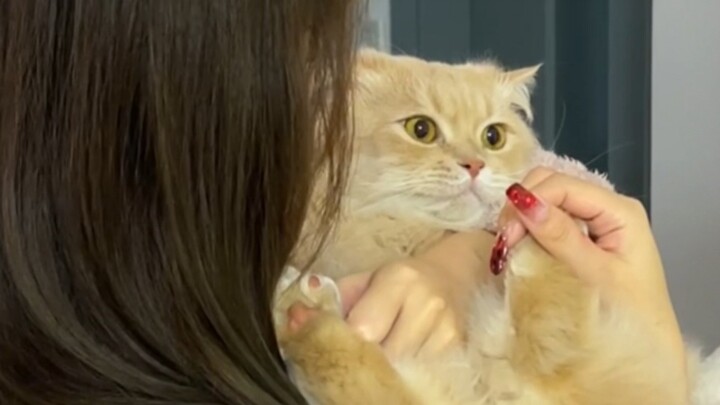 A new way to hold a cat, try it now, you will feel happy