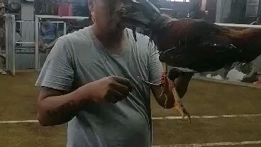 double Tibak. pangatlo panalo walang sugat @muntinlupa cockpit