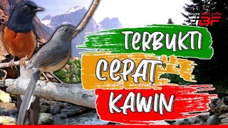 PANCINGAN MURAI BATU AGAR CEPAT KAWIN