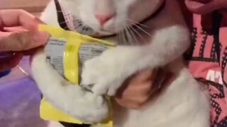 لا تسرقوا بسكويتي!!!