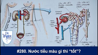 #280. Màu sắc và mùi nước tiểu, số lần đi tiểu có thể cho biết sức khỏe của quý vị